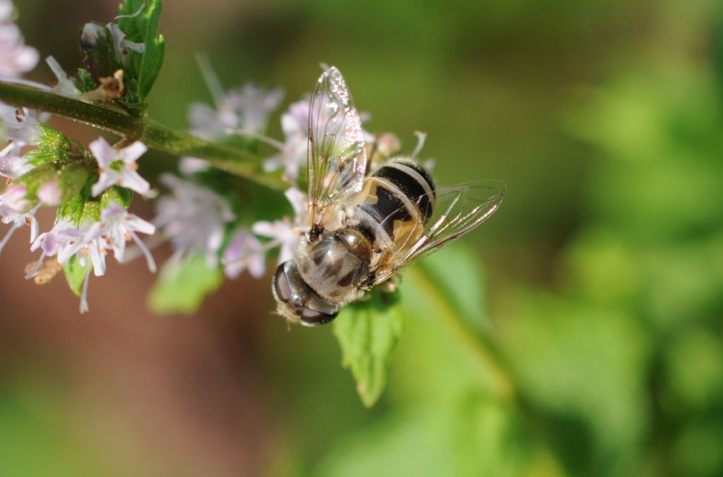 Quale Eristalis?  Eristalis cfr. arbustorum